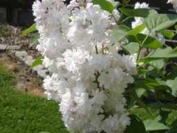 fleur_variee_20211127_1081750107